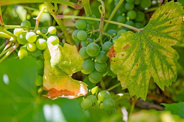 Der Weinbau hat es nicht leicht (Symbolfoto).  | Foto: Alexandra Gnzschel