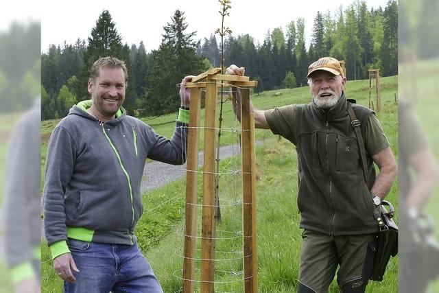 Bernauer pflanzen eine Baumallee fr die Brger