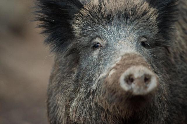 Wildschwein luft bei Bombach vor ein Auto – 20-Jhriger bleibt offenbar unverletzt