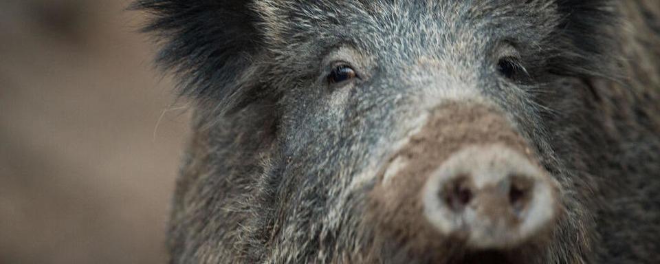 Wildschwein läuft bei Brombach vor ein Auto – 20-Jähriger bleibt offenbar unverletzt
