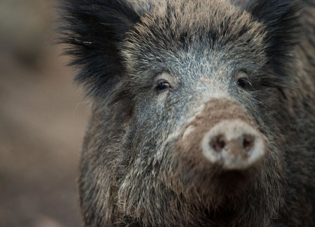 Auf der Straße zwischen Brombach und K...idierte ein Pkw mit einem Wildschwein. | Foto: Lino Mirgeler (dpa) Auf der Straße zwischen Brombach und K...idierte ein Pkw mit einem Wildschwein. | Foto: Lino Mirgeler (dpa)