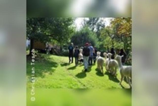 Alpaka Wanderung in der Weilachmhle