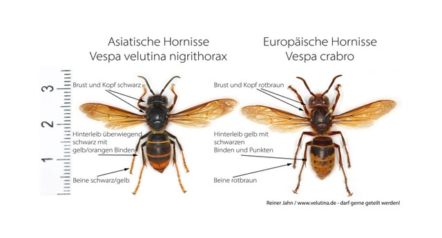 Die asiatische und europäische Hornisse im Vergleich | Foto: velutina.de Die asiatische und europäische Hornisse im Vergleich | Foto: velutina.de