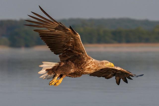 Faszination Seeadler