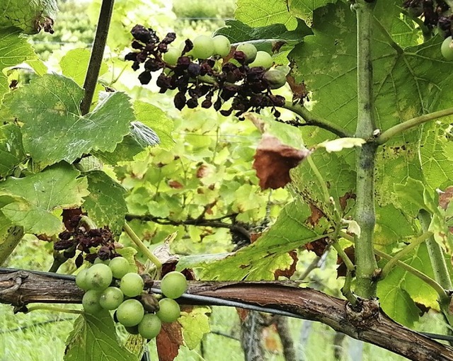 Ernteschaden, der durch Backpulvereinsatz verhindert wird. | Foto: Winfried Köninger Ernteschaden, der durch Backpulvereinsatz verhindert wird. | Foto: Winfried Köninger