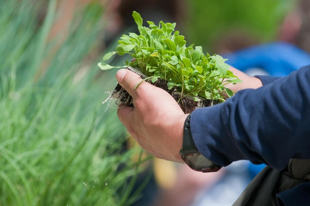 Wer Setzlinge kauft, sollte darauf achten, dass die Pflanzenqualität stimmt. | Foto: Franziska Gabbert (dpa) Wer Setzlinge kauft, sollte darauf achten, dass die Pflanzenqualität stimmt. | Foto: Franziska Gabbert (dpa)