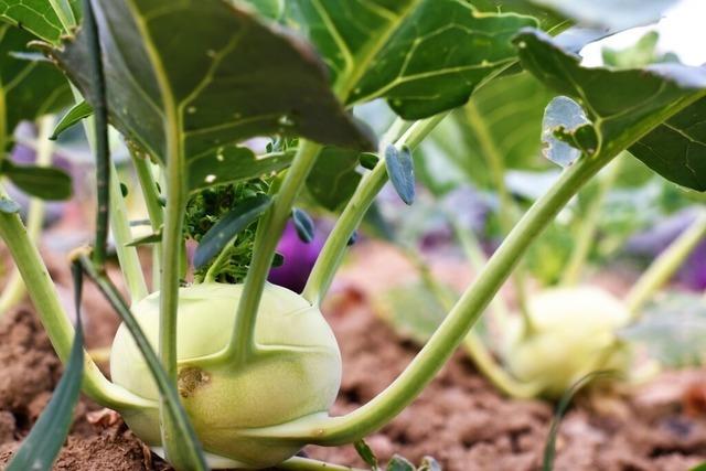 Der Apfel unter den Kohlen: Jetzt hat der Kohlrabi Saison