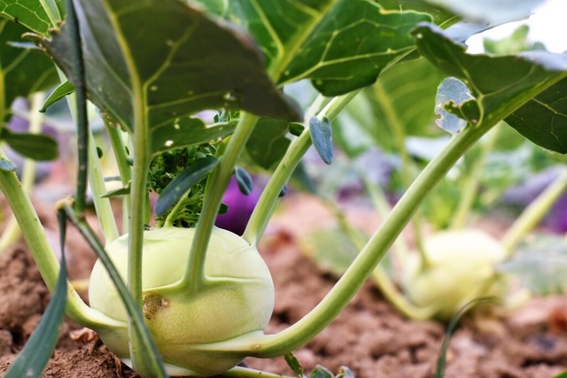 Hat nur ein schwaches Kohlaroma: der Kohlrabi | Foto: Kathrin Blum Hat nur ein schwaches Kohlaroma: der Kohlrabi | Foto: Kathrin Blum