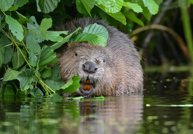 Schon der zweite Biber wurde getötet (Symbolfoto). | Foto: Patrick Pleul (dpa) Schon der zweite Biber wurde getötet (Symbolfoto). | Foto: Patrick Pleul (dpa)