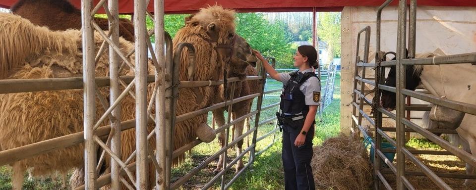 Polizeieinsatz in Schliengen: Mehrere ausgebxte Kamele standen auf der Landstrae