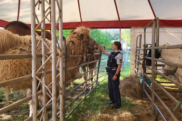 Eine Polizistin streichelte am Ende des Einsatzes eines der Zirkuskamele. | Foto: Polizei Freiburg Eine Polizistin streichelte am Ende des Einsatzes eines der Zirkuskamele. | Foto: Polizei Freiburg