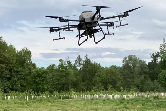 Pilotprojekt in Schwanau: Eine Drohne st Baumsamen in Nonnenweier und Ottenheim
