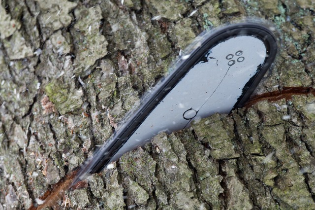 Wie der Baum abgesägt wurde, ist bislang noch nicht klar (Symbolfoto). | Foto: Patrick Pleul Wie der Baum abgesägt wurde, ist bislang noch nicht klar (Symbolfoto). | Foto: Patrick Pleul