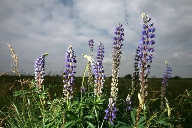 Freiwillige sind am 24. Mai im Kleinen Wiesental zu einem Einsatz gegen invasive Lupinen aufgerufen