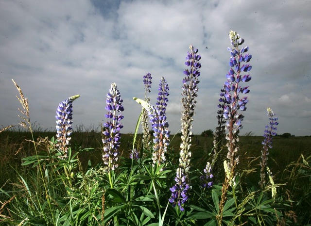 Die Lupine stammt ursprünglich aus Ame...land hat sie sich um 1890 angesiedelt. | Foto: Carsten Rehder Die Lupine stammt ursprünglich aus Ame...land hat sie sich um 1890 angesiedelt. | Foto: Carsten Rehder