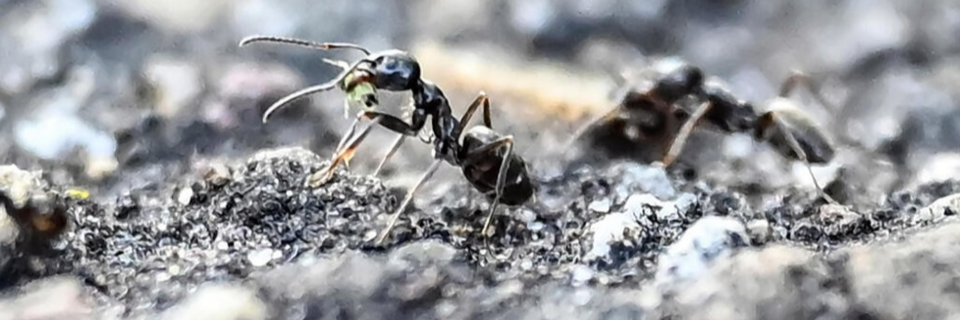 In Schallstadt werden invasive Ameisen mit heiem Wasser bekmpft