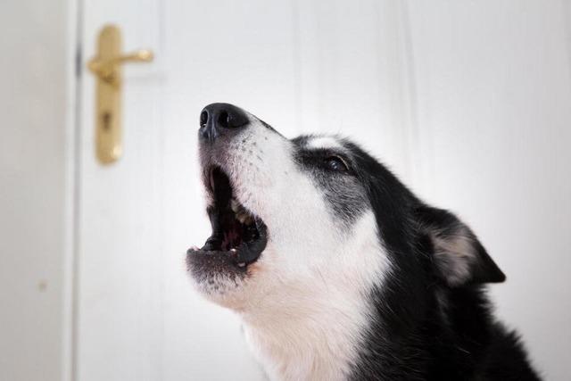 Hund allein zu Haus: So geht's ohne schlechtes Gewissen