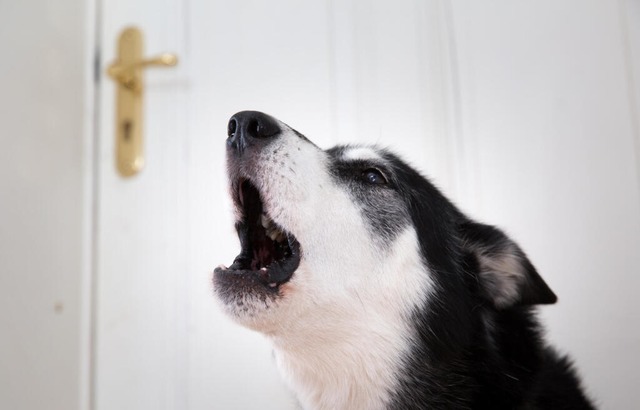 Sehnsucht nach Herrchen oder Frauchen?...inen Hund gut ans Alleinsein gewöhnen. | Foto: Florian Schuh (dpa) Sehnsucht nach Herrchen oder Frauchen?...inen Hund gut ans Alleinsein gewöhnen. | Foto: Florian Schuh (dpa)