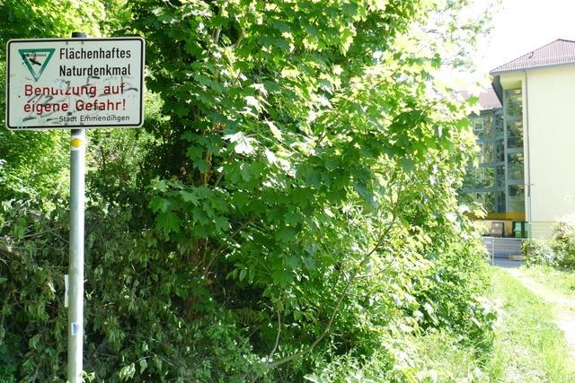 Der Emmendinger Burghang bleibt ein Naturdenkmal – mit Folgen fr Fugnger