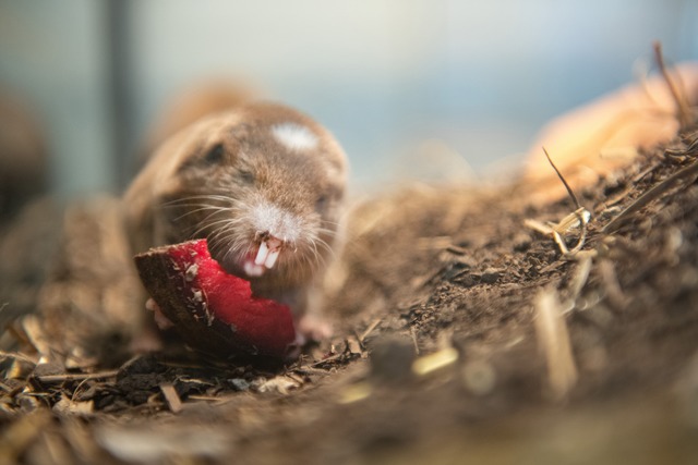 Am 17. April 2025 wurde ein Sambischer... noch unbekannten Geschlechts geboren. | Foto: Zoo Basel Am 17. April 2025 wurde ein Sambischer... noch unbekannten Geschlechts geboren. | Foto: Zoo Basel