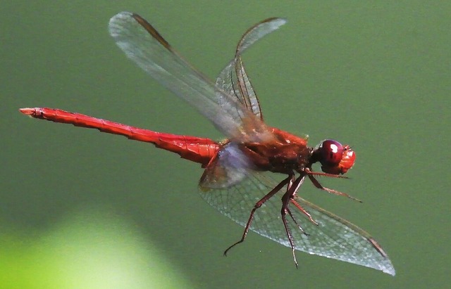 Eine Libelle hat zwei Flgelpaare.  | Foto: Julian Stratenschulte
