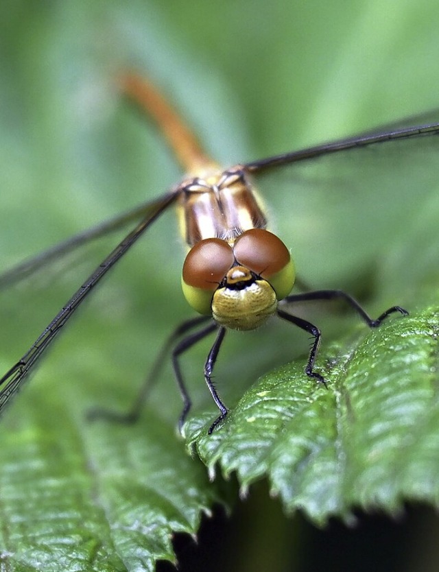 Die riesigen Augen  der Libelle bestehen aus vielen Mini-Einzelaugen.  | Foto: Federico Gambarini