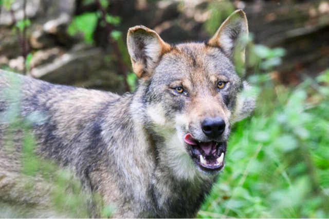 Wolf in Au nachgewiesen: Was bedeutet das fr die Region?