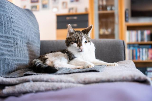 Wie man eine Katze mit Leckerlis zum berlaufen bringt