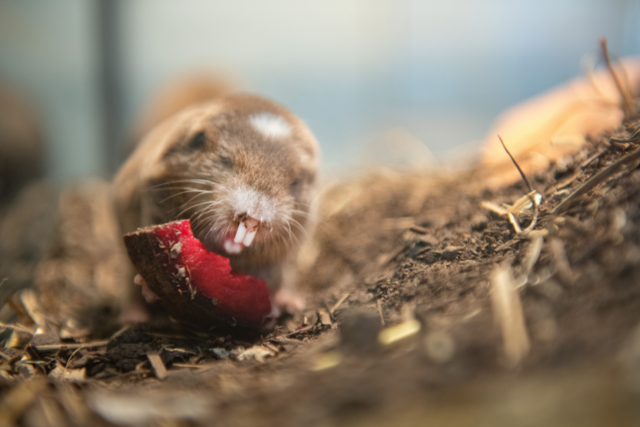 Sambischer Kleingraumull im Zoo Basel geboren - doch welches Geschlecht hat er?