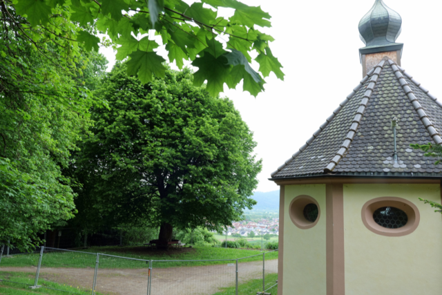 Die alte Linde auf dem Giersberg in Kirchzarten steht nicht mehr sicher
