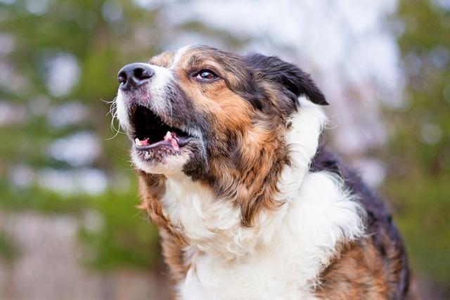 Freilaufender Hund in Waldshut attackiert Menschen