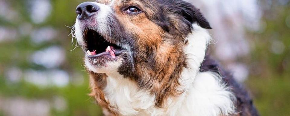 Freilaufender Hund in Waldshut attackiert Menschen