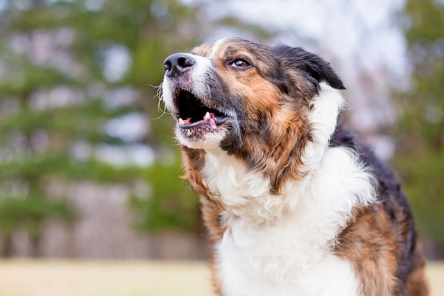 Ein ausgerissener Hund (Symbolfoto) ha...se es sich handelt, ist nicht bekannt. | Foto: Mary H. Swift (Stock.adobe) Ein ausgerissener Hund (Symbolfoto) ha...se es sich handelt, ist nicht bekannt. | Foto: Mary H. Swift (Stock.adobe)