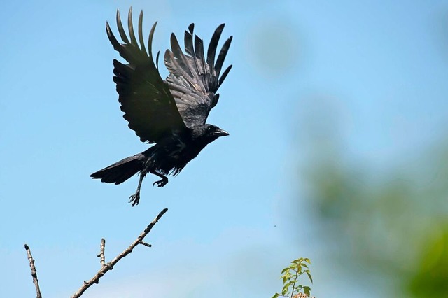 Krähen sind intelligente Tiere, aber s...nnen Menschen auch zu schaffen machen. | Foto: Volker Münch Krähen sind intelligente Tiere, aber s...nnen Menschen auch zu schaffen machen. | Foto: Volker Münch