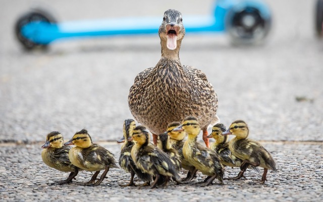 Die Brutzeit bei einigen Enten beginnt...n dann im April oder Mai. (Archivbild)  | Foto: Christoph Schmidt/dpa