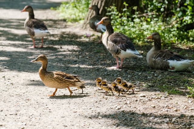 Der Mama hinterher - auf sie sind K&uu...fl&uuml;chter angewiesen. (Archivbild)  | Foto: Ole Spata/dpa