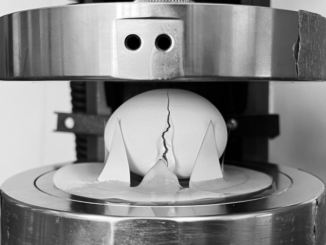 Die Forschenden lie&szlig;en etliche E...Ei in welcher Position aushalten kann.  | Foto: al Cohen et al./Scientific Reports /dpa