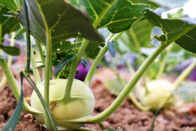 Ob in Rahm, als Carpaccio oder gefllt - Kohlrabi ist vielseitig einsetzbar