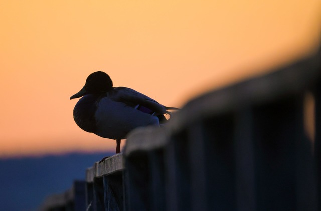 Am Rhein werden Mitte der Woche bis zu 25 Grad erwartet.  | Foto: Thomas Warnack/dpa