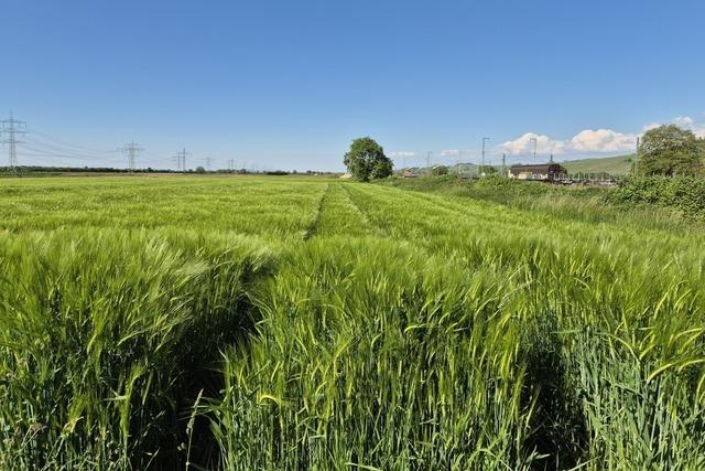 In Auggen geht's bald los – nun bekommt auch Schliengen einen Solarpark auf Ackerflchen