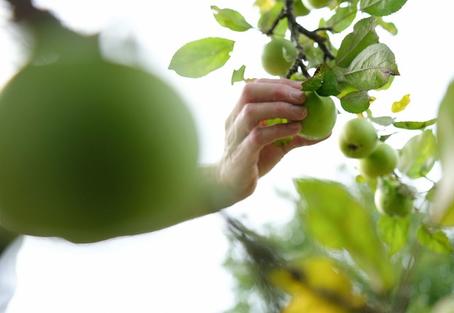 Mehrere Apfelbäume haben Diebe in...s einem Garten gestohlen. (Symbolbild) | Foto: Bernd Weißbrod/dpa Mehrere Apfelbäume haben Diebe in...s einem Garten gestohlen. (Symbolbild) | Foto: Bernd Weißbrod/dpa