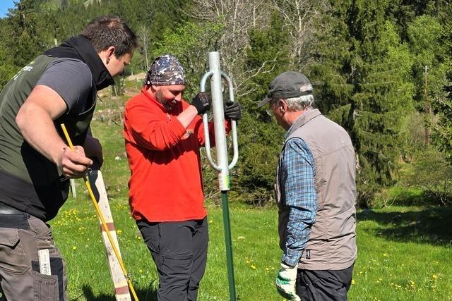 Zune gegen den Wolf im Hochschwarzwald – um Herden zu schtzen