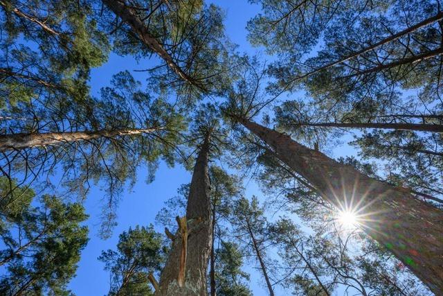 Die Waldbrandgefahr in Baden-Wrttemberg steigt – Temperaturen bis 26 Grad