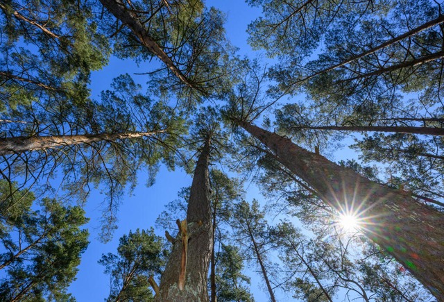 Es wird warm und trocken in Baden-Württemberg (Symbolfoto). | Foto: Patrick Pleul (dpa) Es wird warm und trocken in Baden-Württemberg (Symbolfoto). | Foto: Patrick Pleul (dpa)