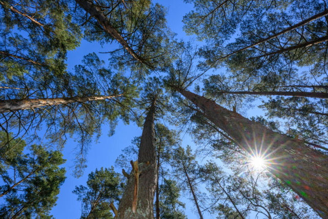 Die Waldbrandgefahr im Sdwesten steigt - Temperaturen bis 26 Grad