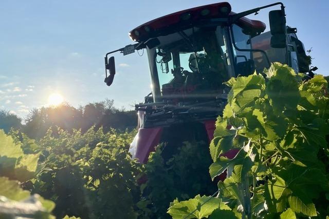 Binzener Weingut plant Ferienwohnungen und Eventbereich