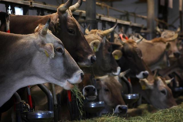 Tierschutzorganisation Peta stellt wegen Rinderhaltungsform Strafanzeige gegen Betrieb in Horben