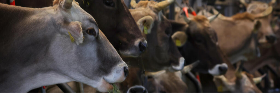 Peta stellt Strafanzeige gegen Betrieb in Horbenwegen Rinderhaltungsform