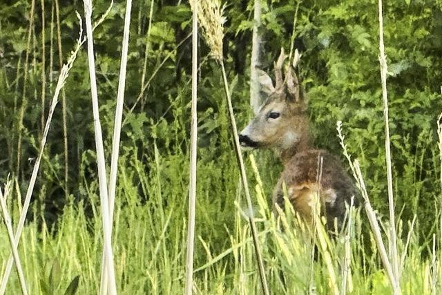 Tierischer Gartenbesuch
