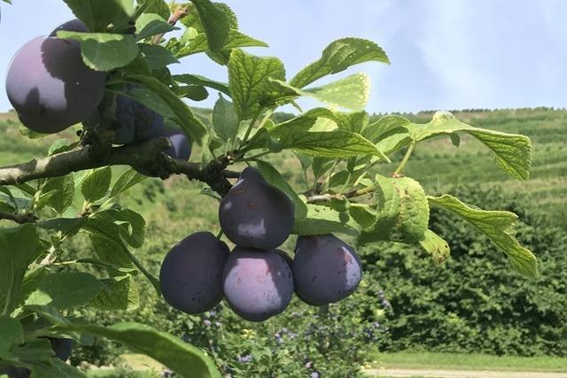 Obst- und Gemsebauern blicken zurck: Groe Mengen, scharfer Wettbewerb, neuer Geschftsfhrer